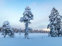 Traditional Lapland Reindeer Safari